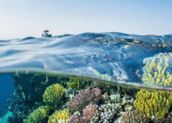 افتتاح متحف البحر الأحمر في قلب جدة التاريخية