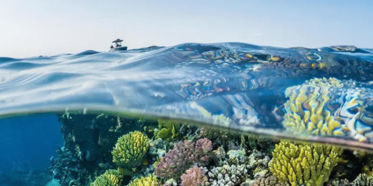 افتتاح متحف البحر الأحمر في قلب جدة التاريخية