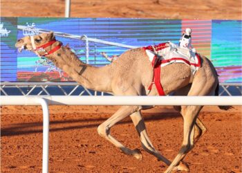 جانب من أشواط الفترة الصباحية في جائزة الملك عبدالعزيز لسباقات الهجن (اتحاد الهجن)