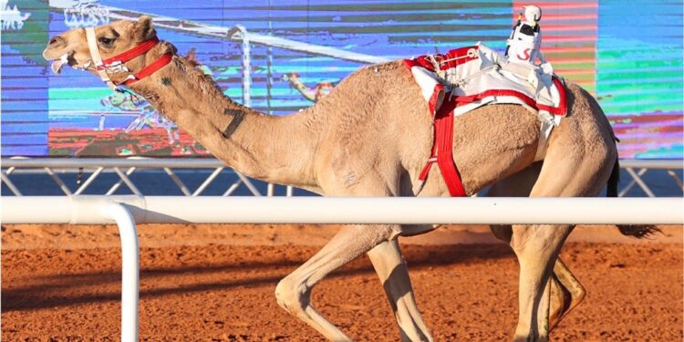 جانب من أشواط الفترة الصباحية في جائزة الملك عبدالعزيز لسباقات الهجن (اتحاد الهجن)