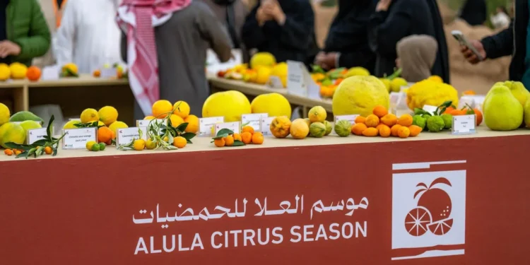 يقدّم الموسم تشكيلة متنوعة من أجود محاصيل الحمضيات (واس)