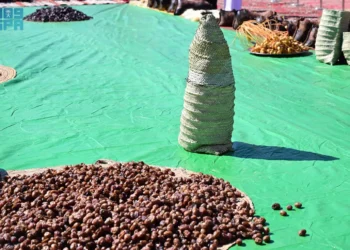 “الشنّة” و”المجلاد”.. وسيلتان تقليديتان لحفظ التمور في العلا