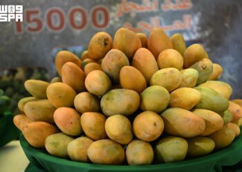 اختتام فعاليات “حصاد المانجو” في صبيا بمبيعات تجاوزت 3 ملايين ريال